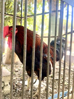 Endonezya yağmur ormanlarından gelen güzel kırmızı orman tavuğu, kümes hayvanı veya gallus sağlıklı bir vücudu ve öten bir sesi var.