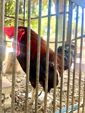 Endonezya yağmur ormanlarından gelen güzel kırmızı orman tavuğu, kümes hayvanı veya gallus sağlıklı bir vücudu ve öten bir sesi var.