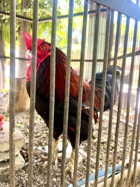 Endonezya yağmur ormanlarından gelen güzel kırmızı orman tavuğu, kümes hayvanı veya gallus sağlıklı bir vücudu ve öten bir sesi var.