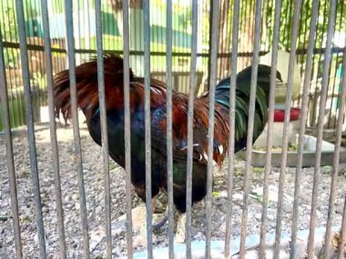 Endonezya yağmur ormanlarından gelen güzel kırmızı orman tavuğu, kümes hayvanı veya gallus sağlıklı bir vücudu ve öten bir sesi var.