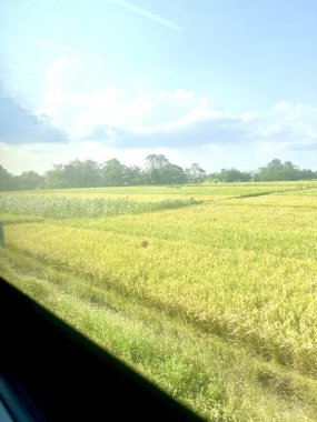 Endonezya 'daki Surabaya' dan Jakarta 'ya gündüz tren yolculuğu. Pencere treninden yeşil pirinç tarlalarının ve açık mavi gökyüzünün engin manzarası.. 