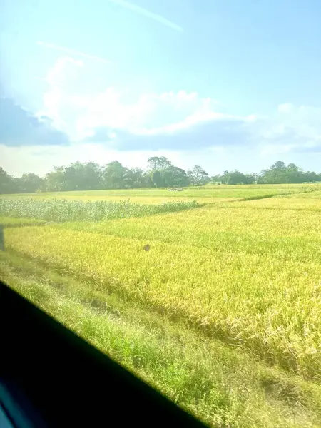 Endonezya 'daki Surabaya' dan Jakarta 'ya gündüz tren yolculuğu. Pencere treninden yeşil pirinç tarlalarının ve açık mavi gökyüzünün engin manzarası.. 