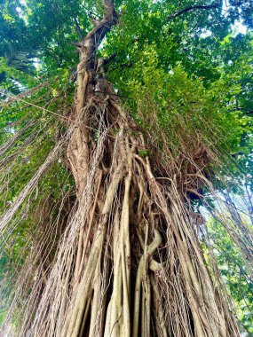 Banyan ağacı gövdesi sarkan ve yemyeşil yapraklar