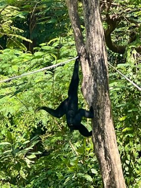 Şirin bir siamang oynuyor ve filizli yeşil yapraklı bir ağaca asılmış bir ipe asılıyor..
