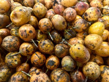 Ağaçta taze, olgun, tutkulu meyveler altın sarısı bir deriyle, içinde sarı hamurla çevrili gevrek tohumlar var..