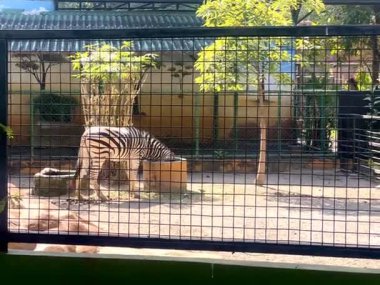 Yemek yemekle meşgul bir zebra ve kafasını hayvanat bahçesinde bir yem çukuruna sokuyor.