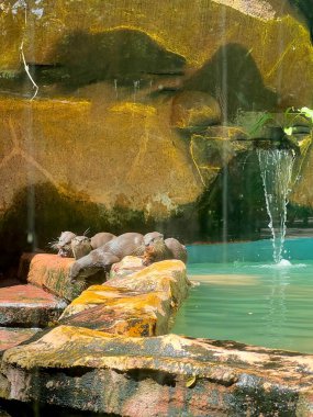 Bir grup şirin ve güzel su samuru gölün kenarında oynuyorlar. Hayvanat bahçesindeki cam bariyerin arkasında..