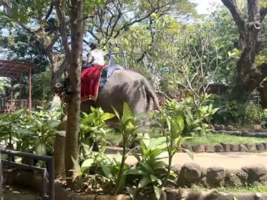 Surabaya, Endonezya - 29 Ağustos 2025: Surabaya Hayvanat Bahçesi 'nin ziyaretçilerin fillere binmeleri için sağladığı cazibe ve tesisler