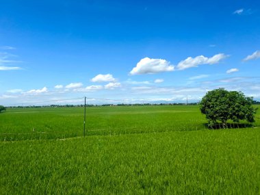  Yogyakarta, Endonezya 'da hareket halindeki bir trenin camından yeşil pirinç tarlalarının ve açık mavi bir gökyüzünün görüntüsü. Arkaplan, mesaj, duvar kağıdı veya yazma alıntıları için uygun.
