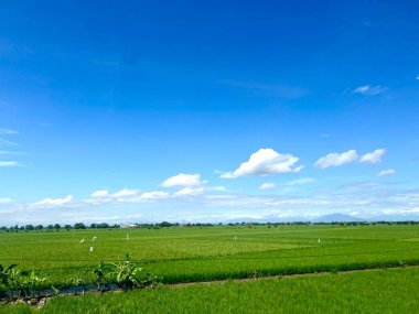  Yogyakarta, Endonezya 'da hareket halindeki bir trenin camından yeşil pirinç tarlalarının ve açık mavi bir gökyüzünün görüntüsü. Arkaplan, mesaj, duvar kağıdı veya yazma alıntıları için uygun.