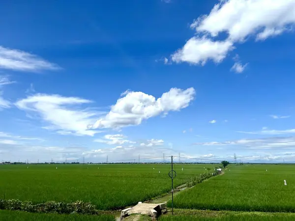  Yogyakarta, Endonezya 'da hareket halindeki bir trenin camından yeşil pirinç tarlalarının ve açık mavi bir gökyüzünün görüntüsü. Arkaplan, mesaj, duvar kağıdı veya yazma alıntıları için uygun.