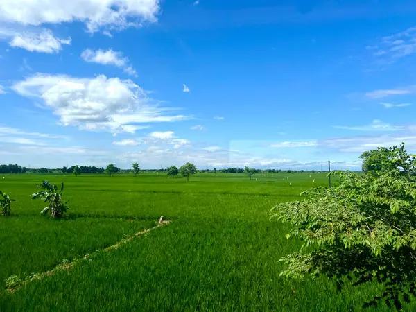  Yogyakarta, Endonezya 'da hareket halindeki bir trenin camından yeşil pirinç tarlalarının ve açık mavi bir gökyüzünün görüntüsü. Arkaplan, mesaj, duvar kağıdı veya yazma alıntıları için uygun.