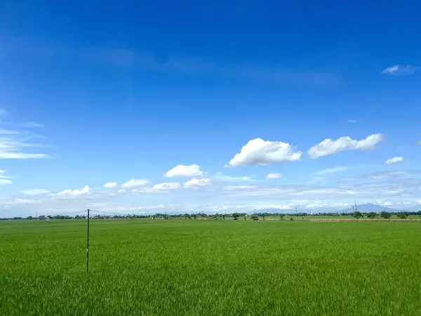 Büyük yeşil pirinç tarlalarının güzel manzarası ve Yogyakarta Endonezya 'da parlak mavi gökyüzü olan güzel bulut kümeleri.