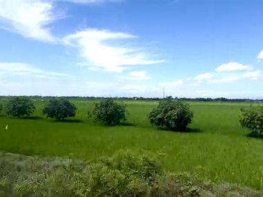 Büyük yeşil pirinç tarlalarının güzel manzarası ve Yogyakarta Endonezya 'da parlak mavi gökyüzü olan güzel bulut kümeleri.