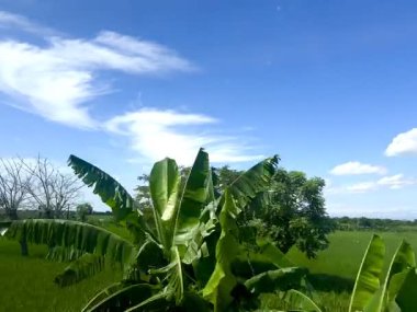 Büyük yeşil pirinç tarlalarının güzel manzarası ve Yogyakarta Endonezya 'da parlak mavi gökyüzü olan güzel bulut kümeleri.