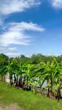 Yogyakarta, Endonezya 'da hareket halindeki bir trenin camından yeşil pirinç tarlalarının ve açık mavi bir gökyüzünün görüntüsü. Arkaplan, mesaj, duvar kağıdı veya yazma alıntıları için uygun.