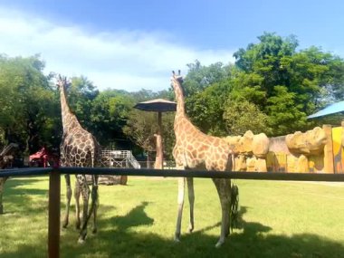 Endonezya, Surabaya Hayvanat Bahçesi 'nde yeşil bir parkta güzel bir zürafa ve açık mavi bir gökyüzü.