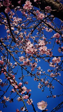 Romanya 'nın Mart ayında erik çiçeği pembe çiçekleri