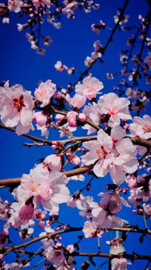 Romanya 'nın Mart ayında erik çiçeği pembe çiçekleri