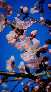Romanya 'nın Mart ayında erik çiçeği pembe çiçekleri