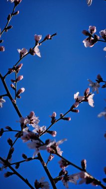 Şehir caddesinde pembe çiçek açan ağaçlar.