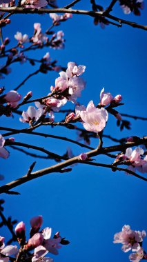 Şehir caddesinde pembe çiçek açan ağaçlar.