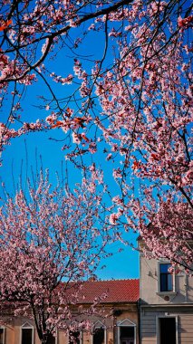 Romanya 'nın Mart ayında erik çiçeği pembe çiçekleri