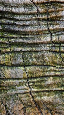 Yosun kaplı ağaç kesimi