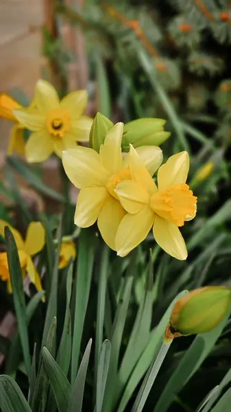 Sarı nergisler Mart 'ta çiçek açıyor