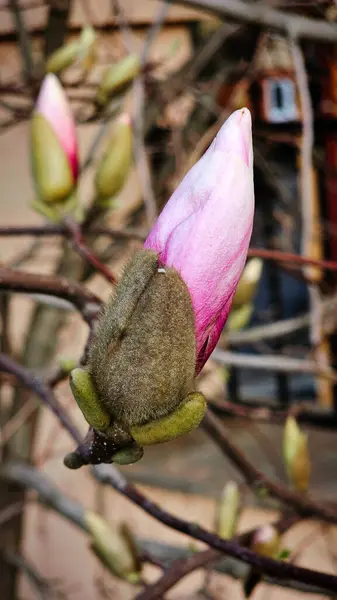 Mart ayının ortasında Romanya sokaklarında manolya