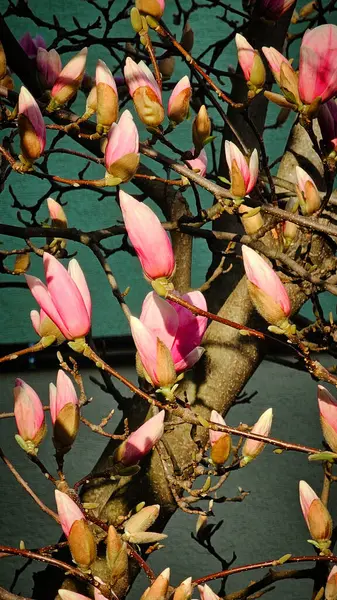 Mart ayı ortasında bir Romen şehrinin sokaklarında pembe manolyalar çiçek açmak üzere.