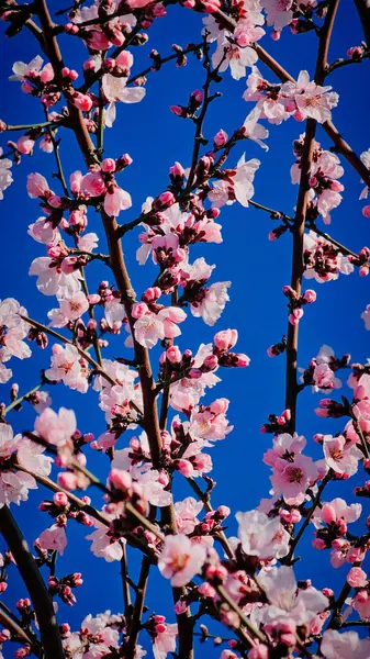Romanya 'nın Mart ayında erik çiçeği pembe çiçekleri