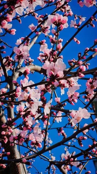 Romanya 'nın Mart ayında erik çiçeği pembe çiçekleri