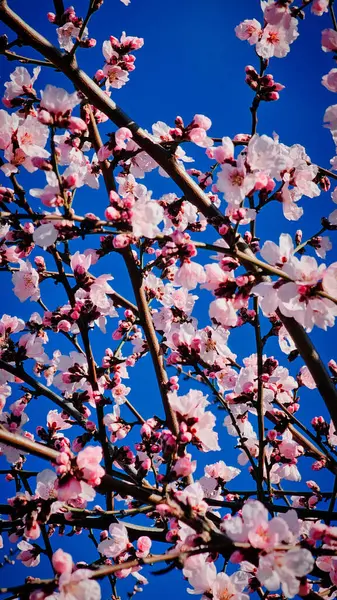 Romanya 'nın Mart ayında erik çiçeği pembe çiçekleri