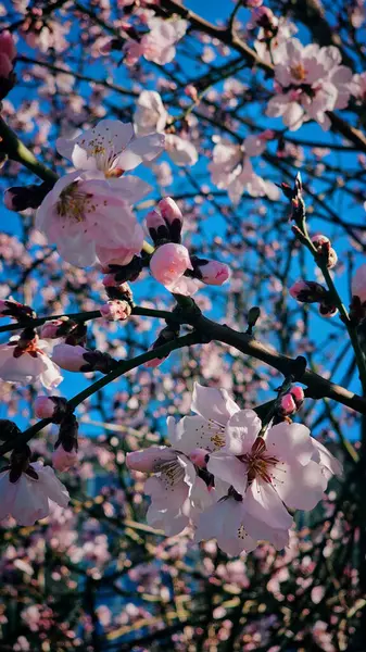 Romanya 'nın Mart ayında erik çiçeği pembe çiçekleri