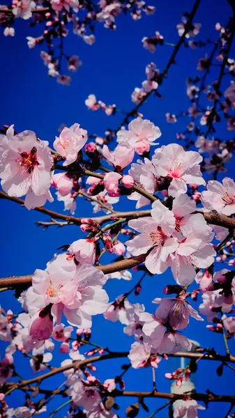 Romanya 'nın Mart ayında erik çiçeği pembe çiçekleri