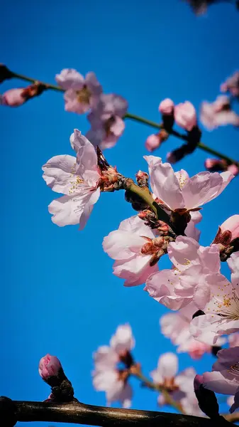 Romanya 'nın Mart ayında erik çiçeği pembe çiçekleri