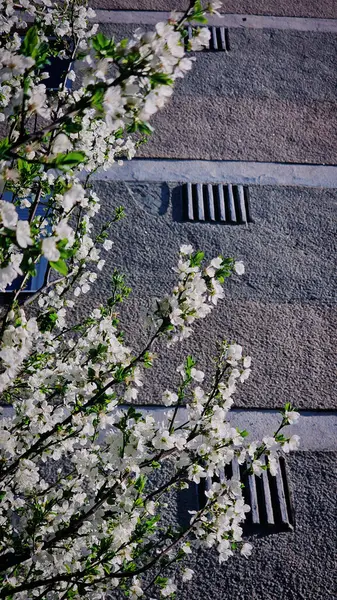 Mart ayında Romanya 'da kayısı çiçeği ve beyaz çiçekler