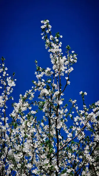 Mart ayında Romanya 'da kayısı çiçeği ve beyaz çiçekler
