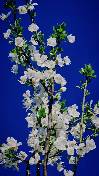 Mart ayında Romanya 'da kayısı çiçeği ve beyaz çiçekler