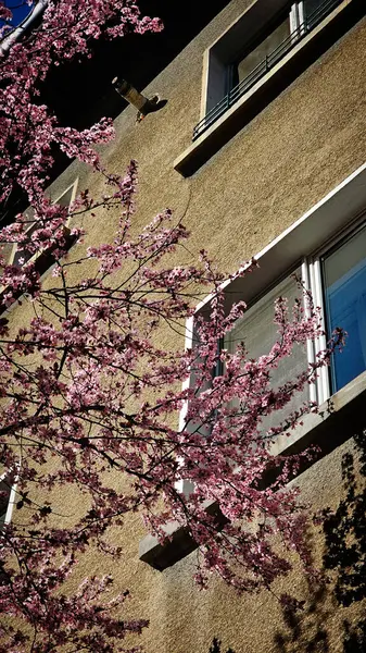 Şehir caddesinde pembe çiçek açan ağaçlar.