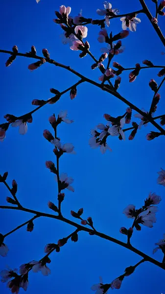 Şehir caddesinde pembe çiçek açan ağaçlar.