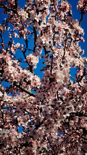 Şehir caddesinde pembe çiçek açan ağaçlar.