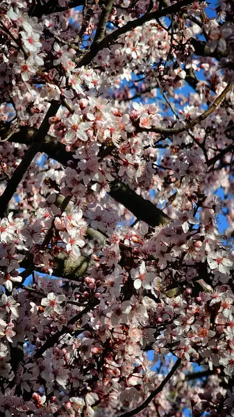 Şehir caddesinde pembe çiçek açan ağaçlar.