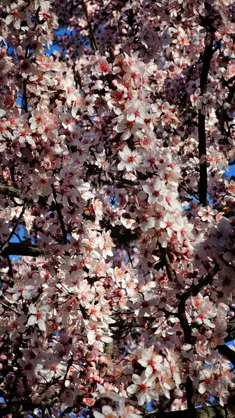 Şehir caddesinde pembe çiçek açan ağaçlar.