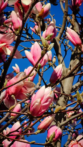 Mart ayı ortasında bir Romen şehrinin sokaklarında pembe manolyalar çiçek açmak üzere.