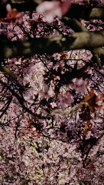 Romanya 'nın Mart ayında erik çiçeği pembe çiçekleri