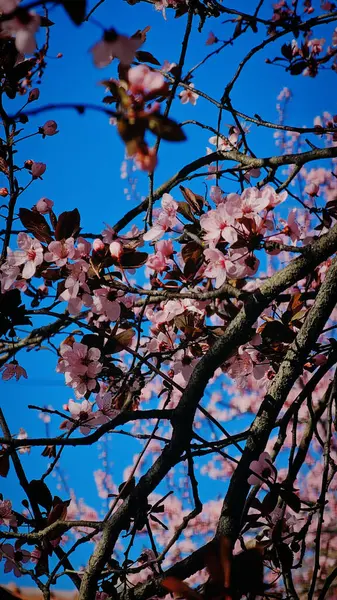 Romanya 'nın Mart ayında erik çiçeği pembe çiçekleri