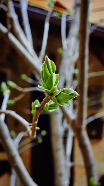 Leylak ağacında yeni yapraklar filizlenir.