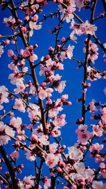 Çiçekli pembe kayısı ve kiraz ağaçları küçük bir Romen kasabasının sokaklarında yürüyorlar.